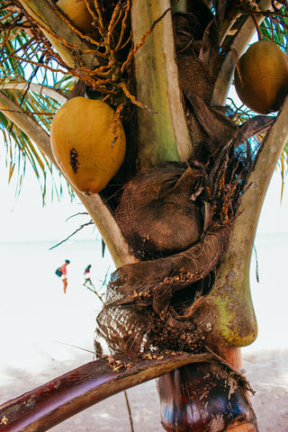 FRACTIONATED COCONUT OIL