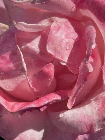 ROSE WATER